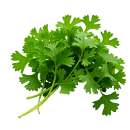 Cilantro