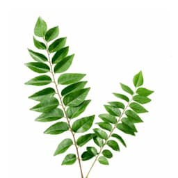 Curry Leaves