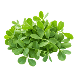 Fenugreek
