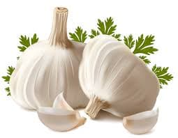 Garlic