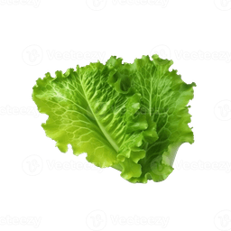 Lettuce
