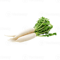 Radish