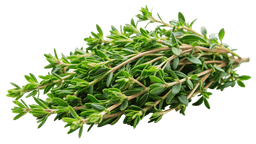 Thyme