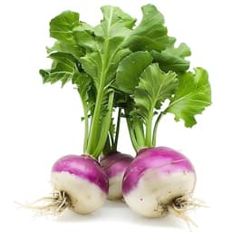 Turnip